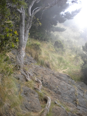 Mountain Biking Across Lava and Roots in Hawaii